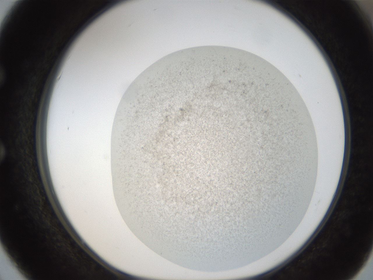 folderID24_plateID1024_batchID1892_wellNum51_profileID1_d1_r43318_ef.jpg