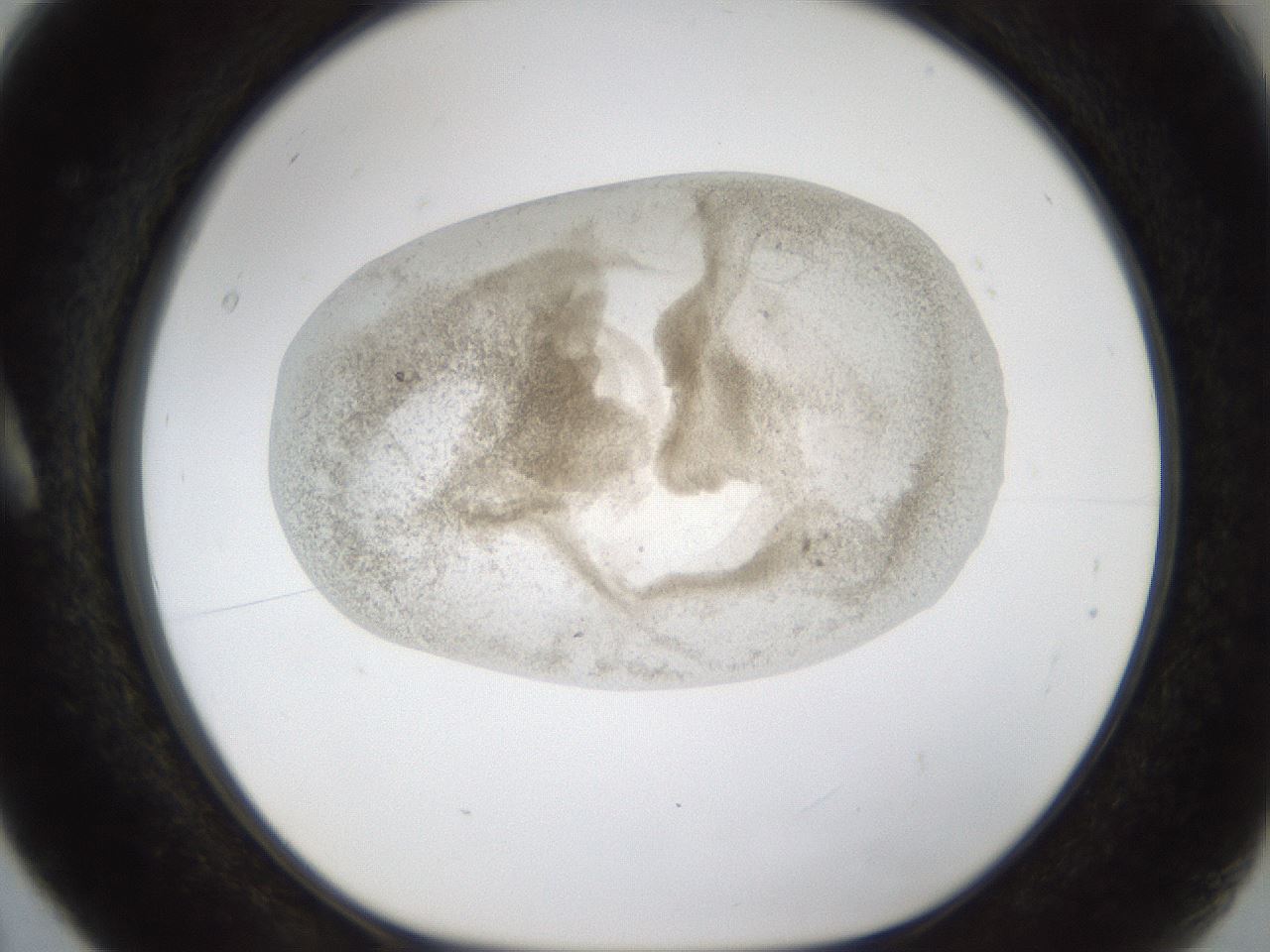 folderID24_plateID1024_batchID1892_wellNum5_profileID1_d1_r43272_ef.jpg