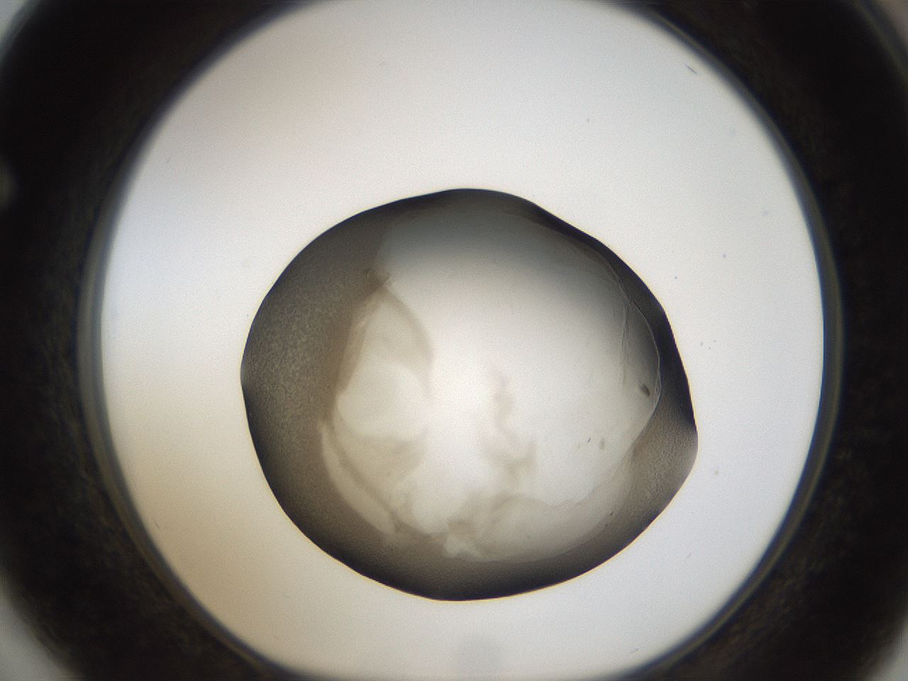 folderID24_plateID1024_batchID1892_wellNum64_profileID1_d1_r43331_ef.jpg