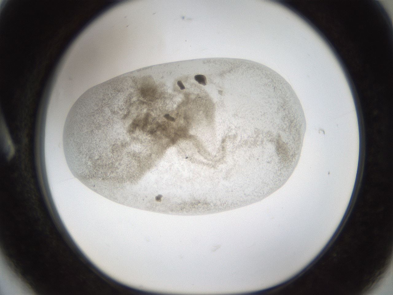 folderID24_plateID1024_batchID1892_wellNum6_profileID1_d1_r43273_ef.jpg