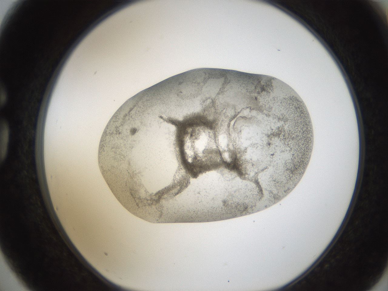 folderID24_plateID1024_batchID1892_wellNum75_profileID1_d1_r43342_ef.jpg