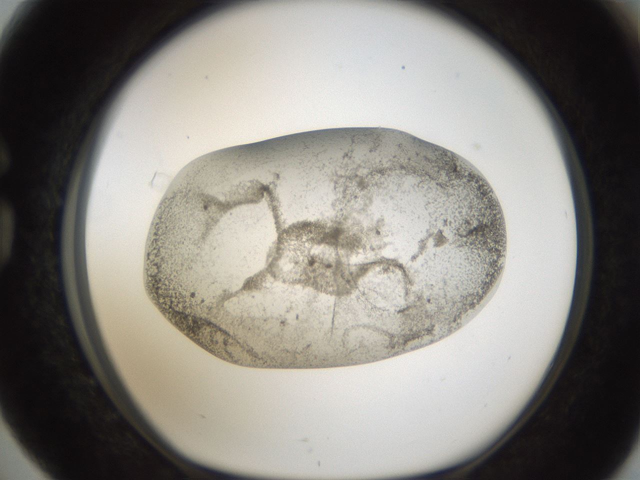 folderID24_plateID1024_batchID1892_wellNum76_profileID1_d1_r43343_ef.jpg