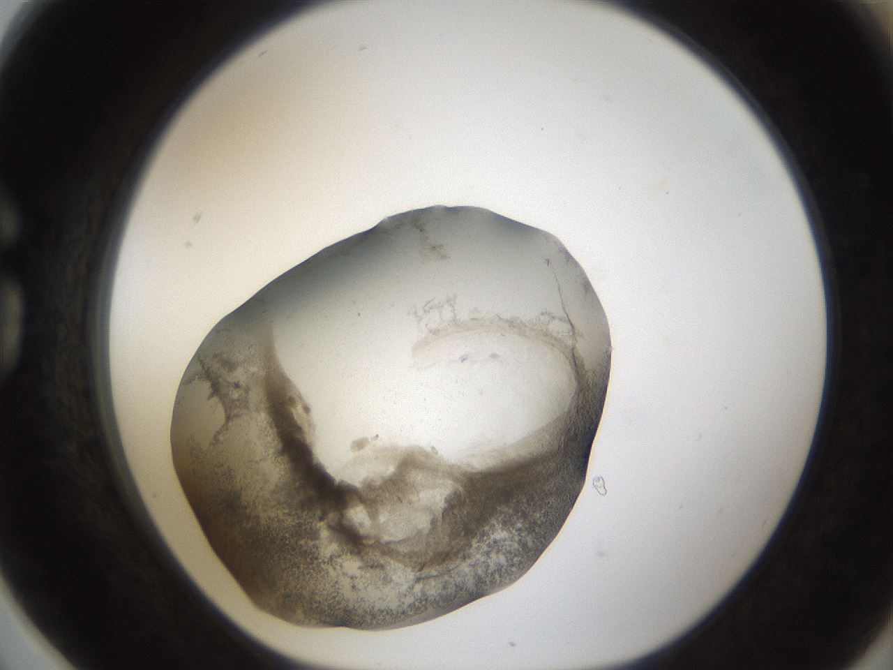 folderID24_plateID1024_batchID1892_wellNum78_profileID1_d1_r43345_ef.jpg