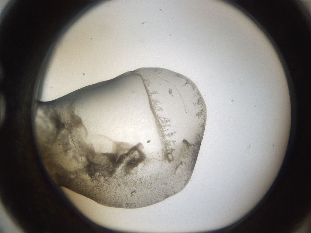 folderID24_plateID1024_batchID1892_wellNum79_profileID1_d1_r43346_ef.jpg