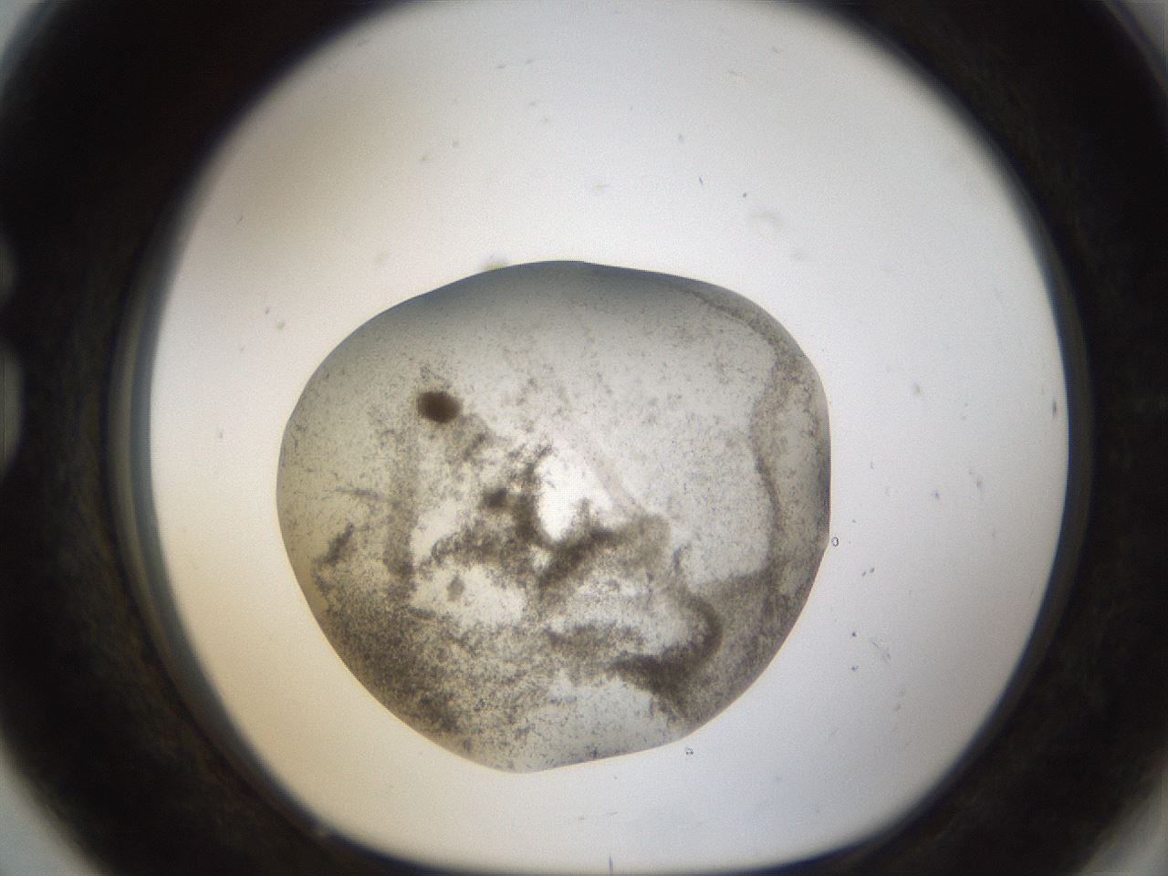 folderID24_plateID1024_batchID1892_wellNum80_profileID1_d1_r43347_ef.jpg