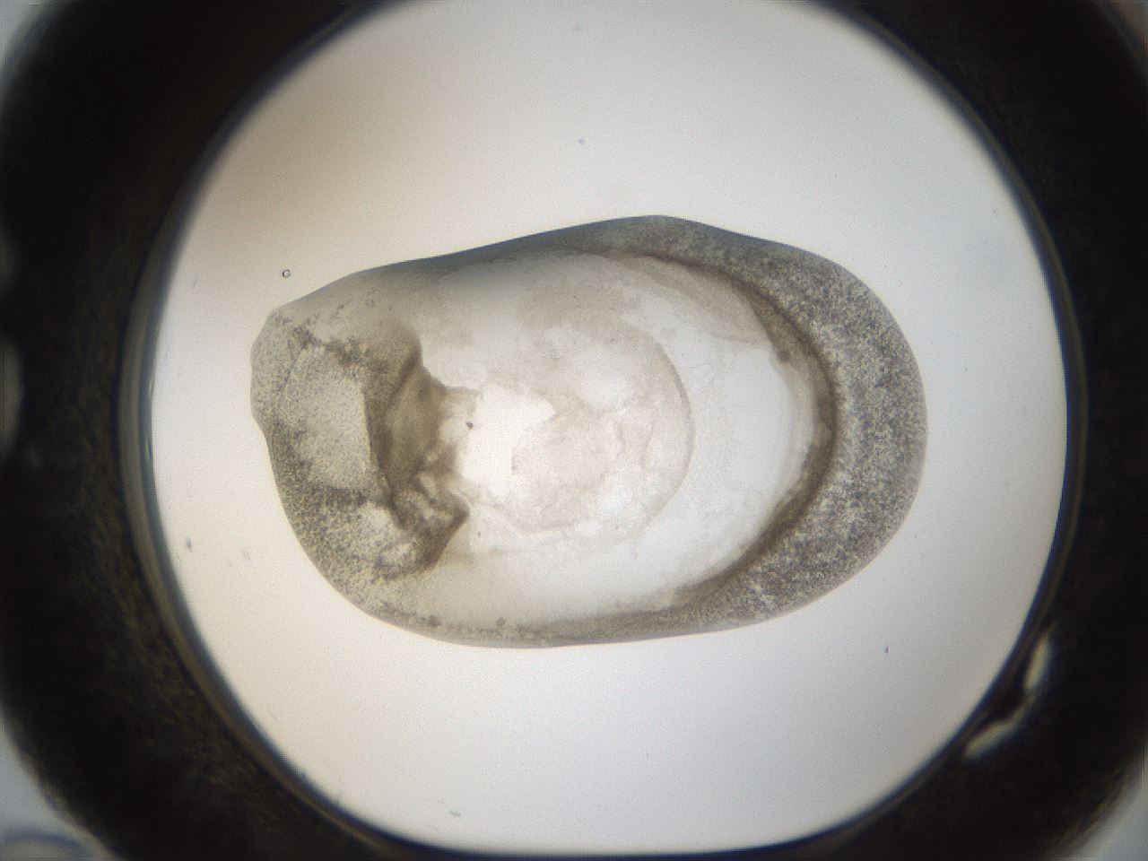 folderID24_plateID1024_batchID1892_wellNum82_profileID1_d1_r43349_ef.jpg