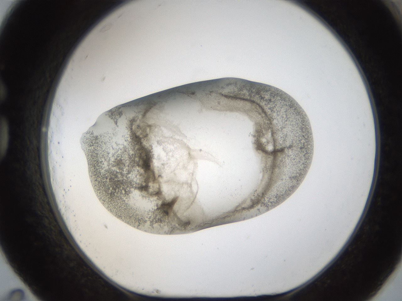 folderID24_plateID1024_batchID1892_wellNum83_profileID1_d1_r43350_ef.jpg