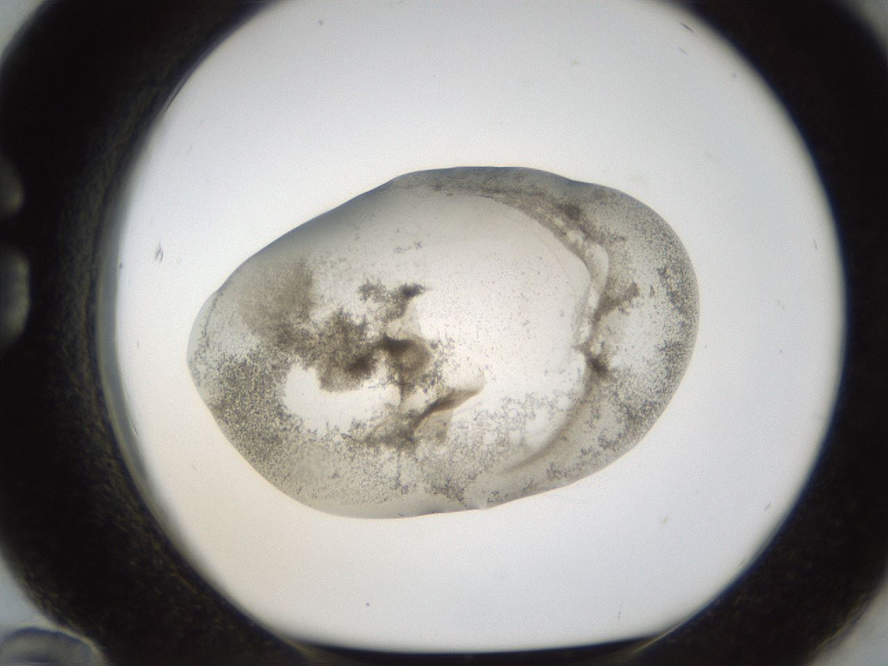 folderID24_plateID1024_batchID1892_wellNum84_profileID1_d1_r43351_ef.jpg