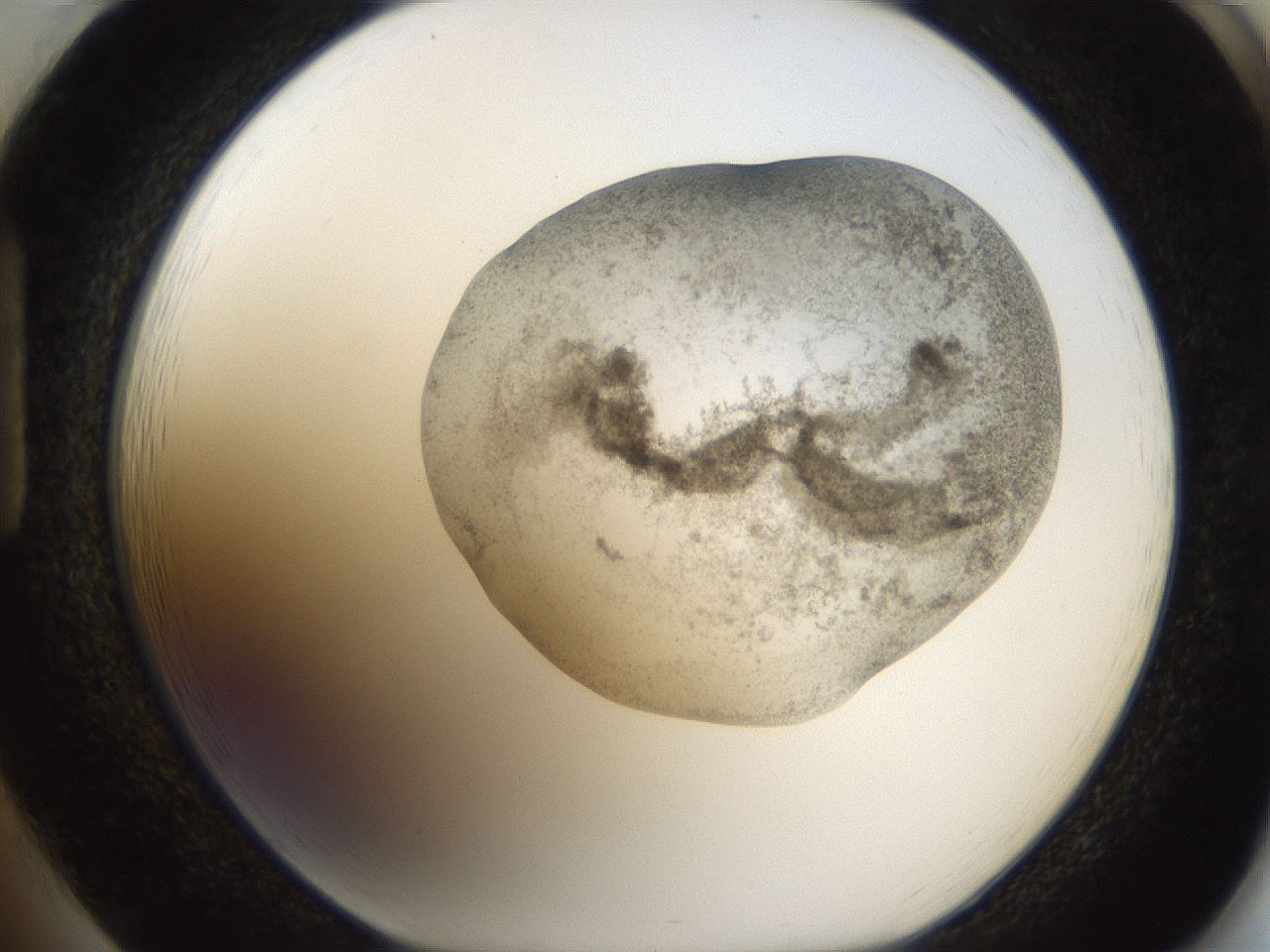 folderID24_plateID1024_batchID1892_wellNum85_profileID1_d1_r43352_ef.jpg