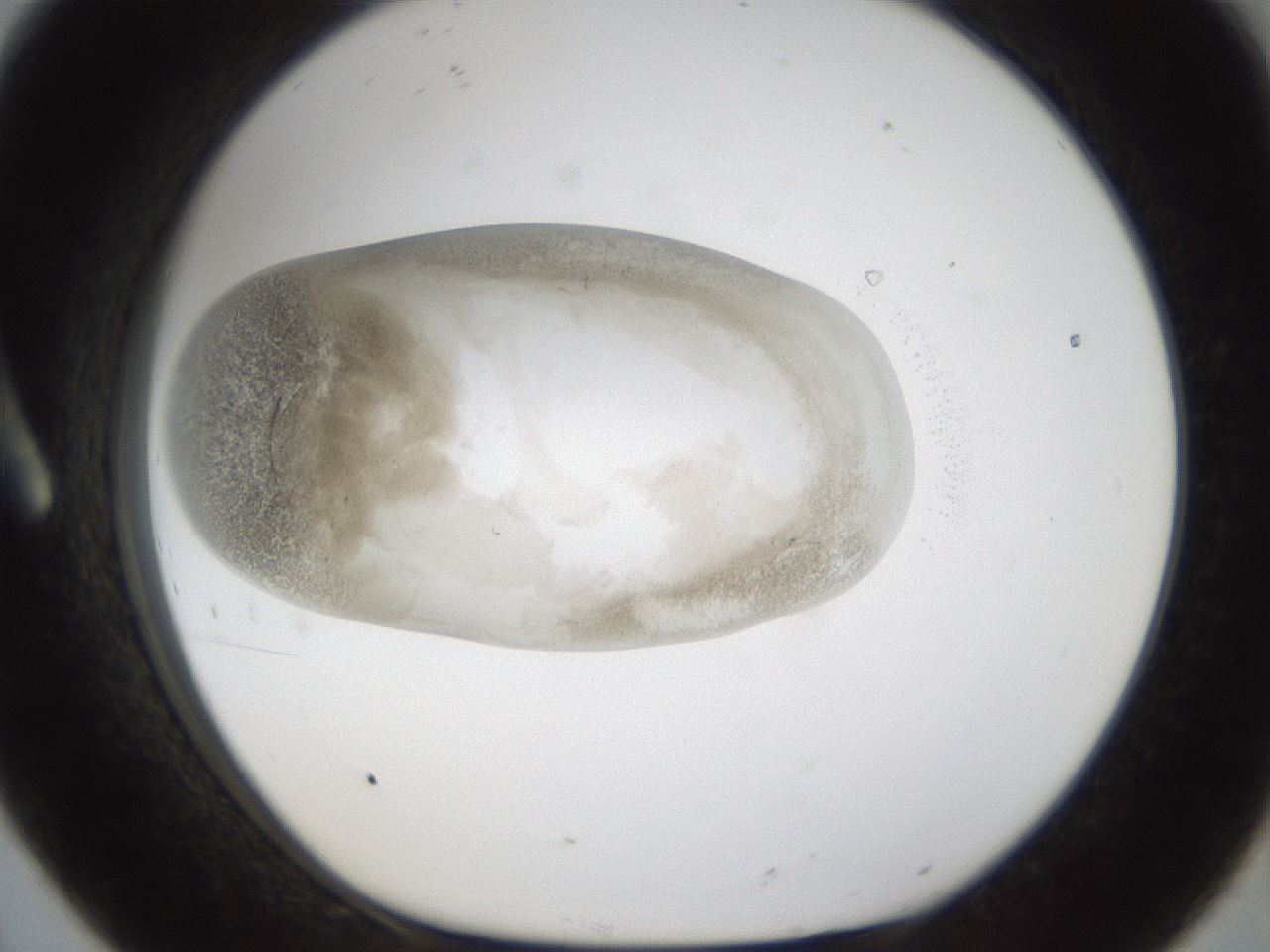 folderID24_plateID1024_batchID1892_wellNum8_profileID1_d1_r43275_ef.jpg