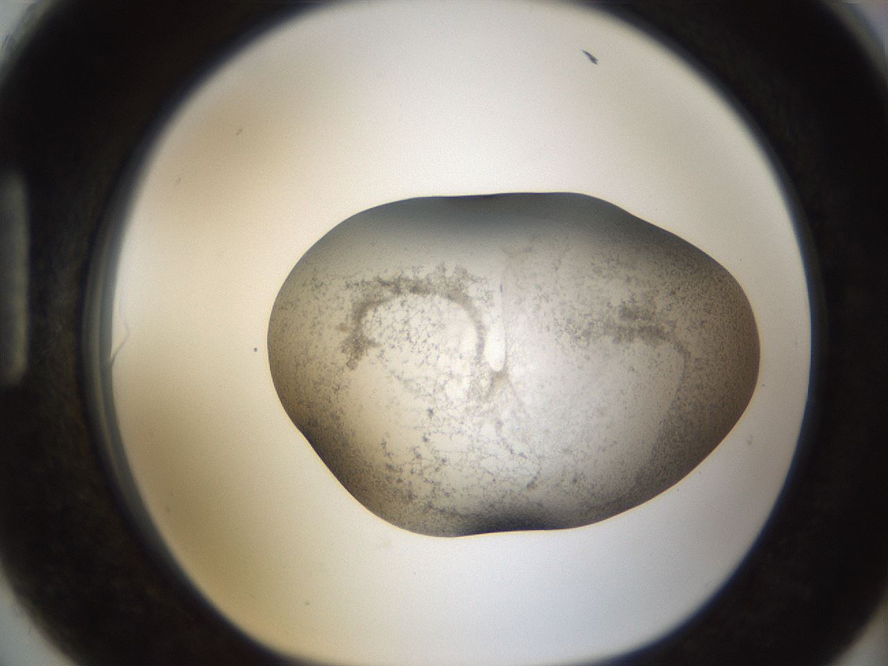 folderID24_plateID1024_batchID1892_wellNum90_profileID1_d1_r43357_ef.jpg