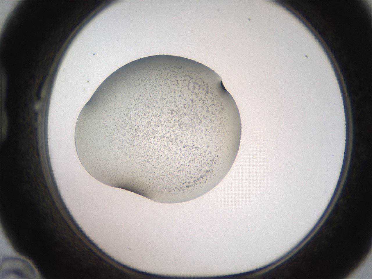 folderID250_plateID2250_batchID10282_wellNum22_profileID1_d1_r155493_ef.jpg