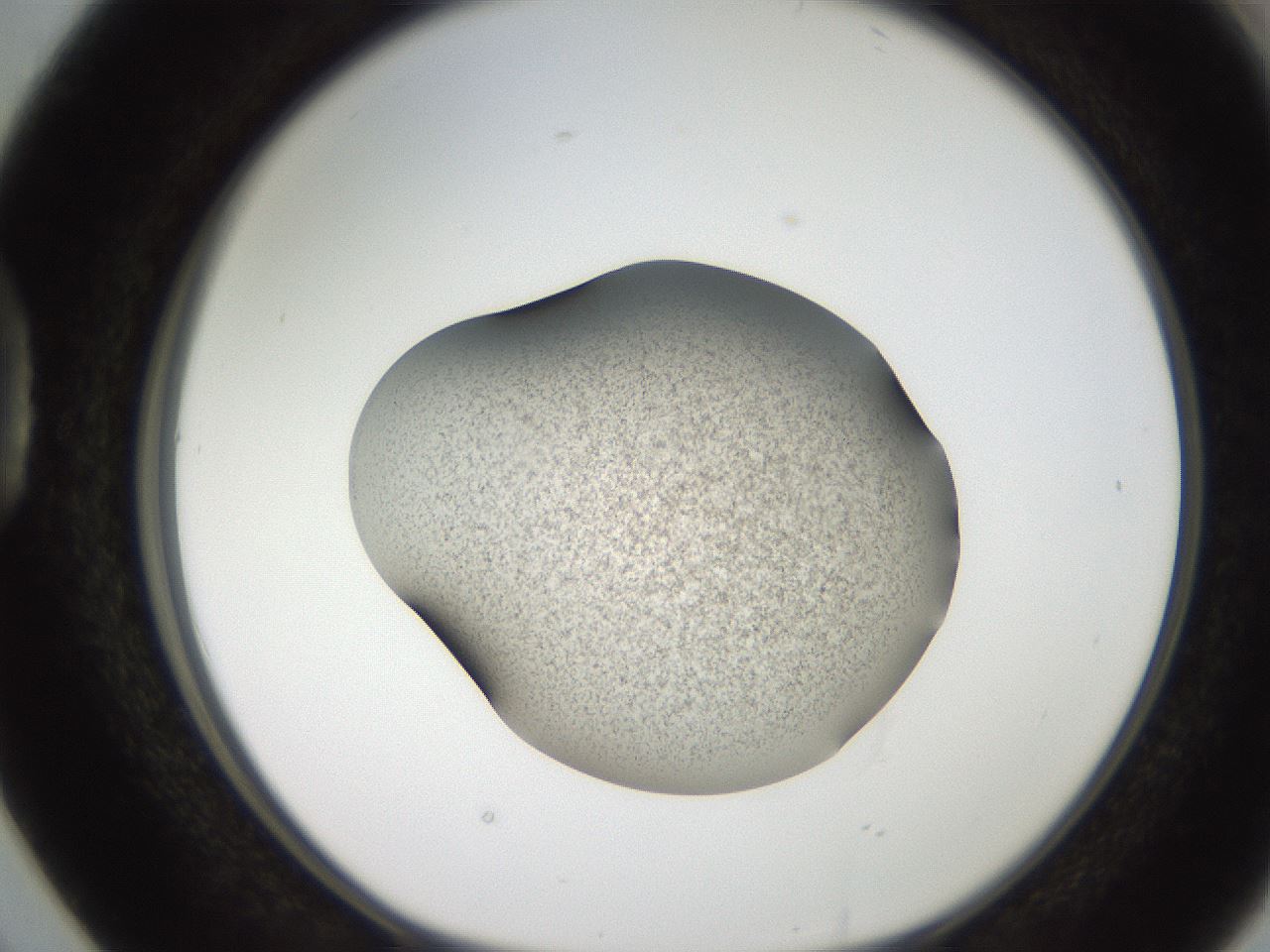 folderID250_plateID2250_batchID10282_wellNum38_profileID1_d1_r155525_ef.jpg