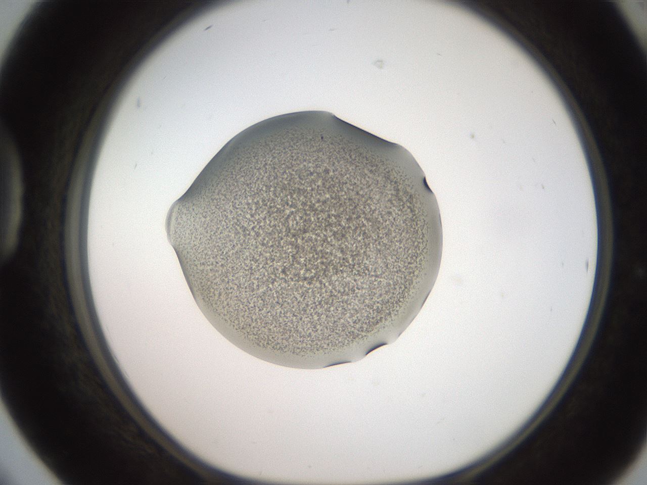 folderID250_plateID2250_batchID10282_wellNum42_profileID1_d1_r155533_ef.jpg