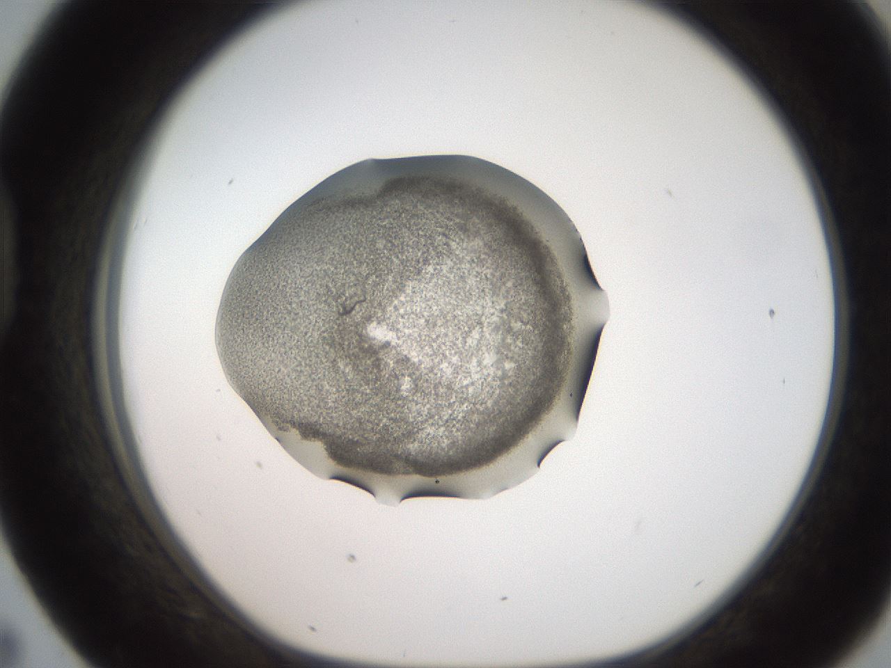 folderID250_plateID2250_batchID10282_wellNum43_profileID1_d1_r155535_ef.jpg