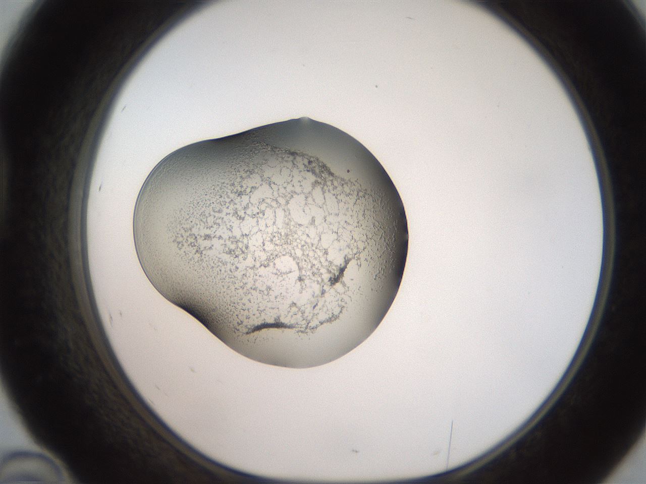 folderID250_plateID2250_batchID10282_wellNum46_profileID1_d1_r155541_ef.jpg