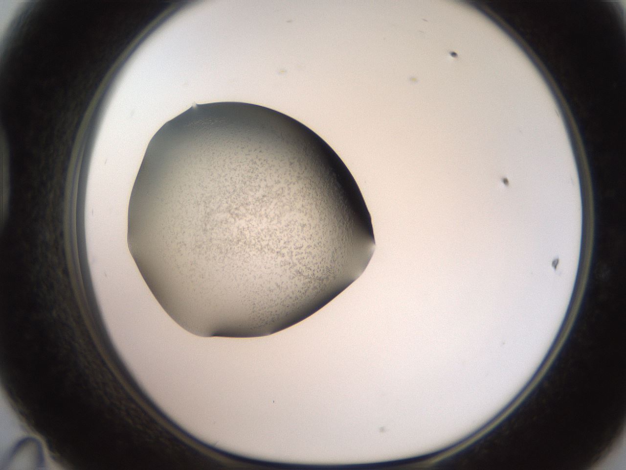 folderID250_plateID2250_batchID10282_wellNum47_profileID1_d1_r155543_ef.jpg