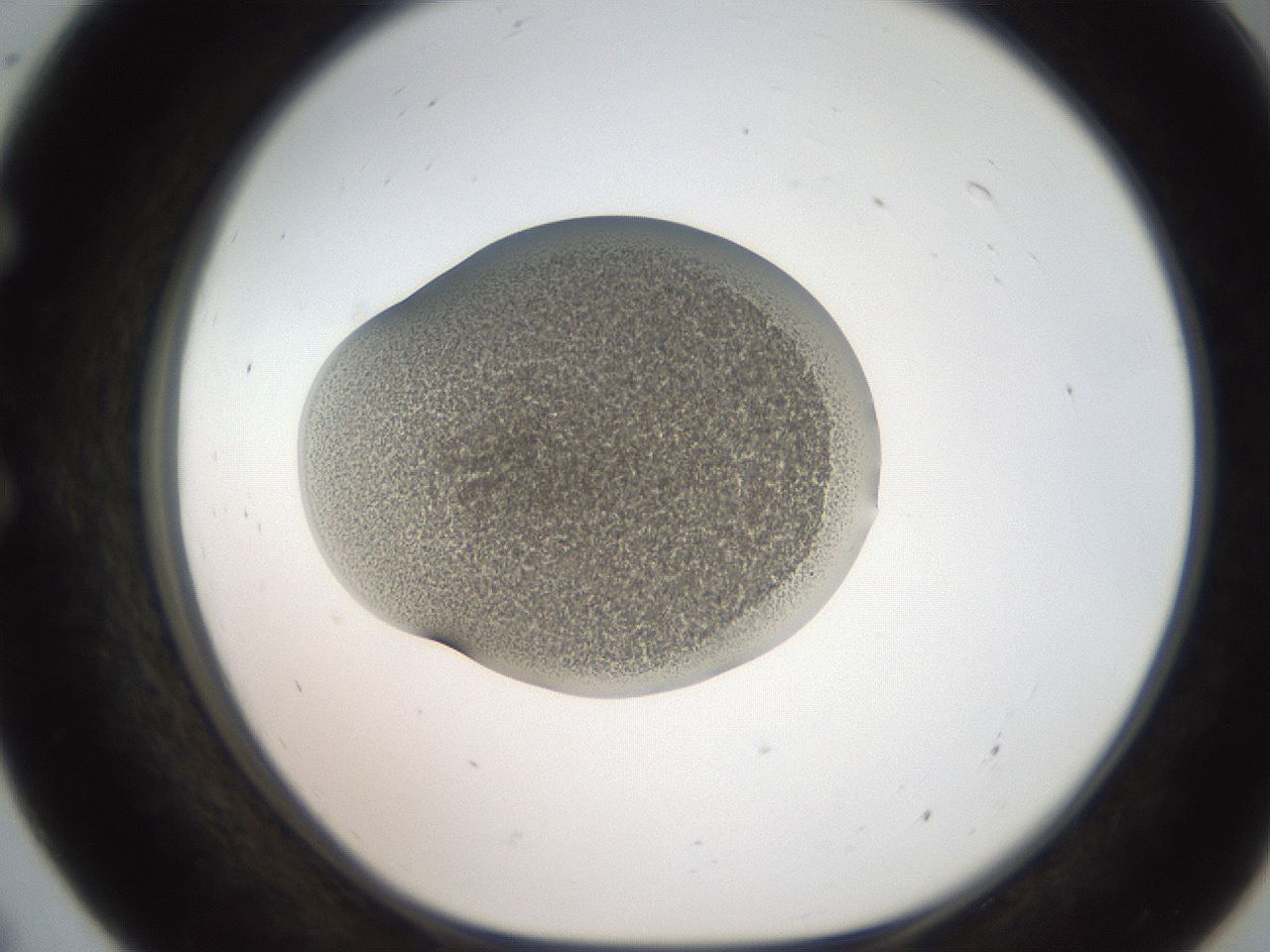 folderID250_plateID2250_batchID10282_wellNum55_profileID1_d1_r155559_ef.jpg
