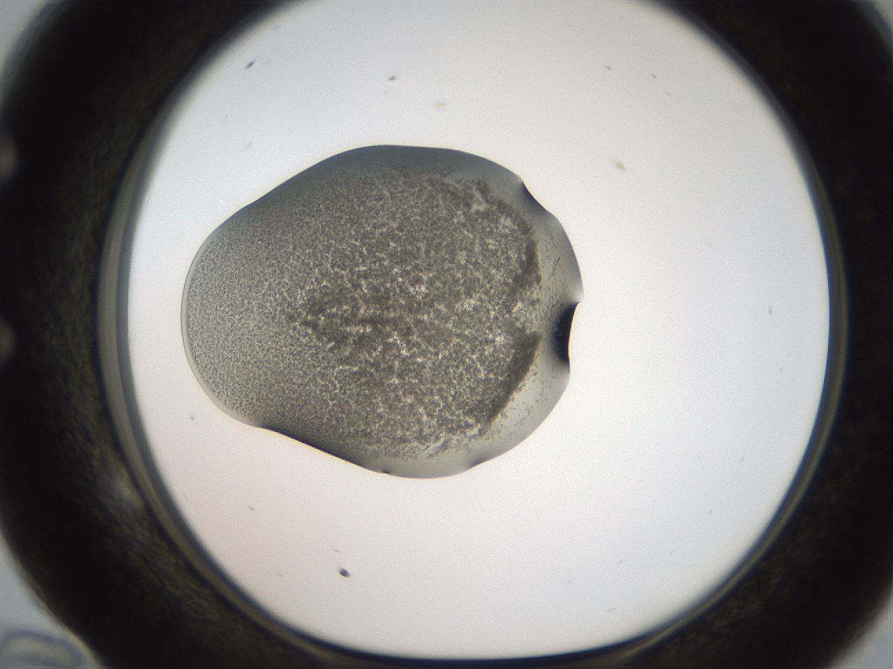 folderID250_plateID2250_batchID10282_wellNum58_profileID1_d1_r155565_ef.jpg