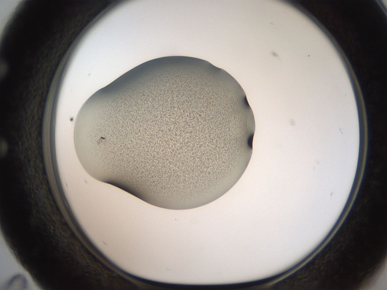 folderID250_plateID2250_batchID10282_wellNum59_profileID1_d1_r155567_ef.jpg