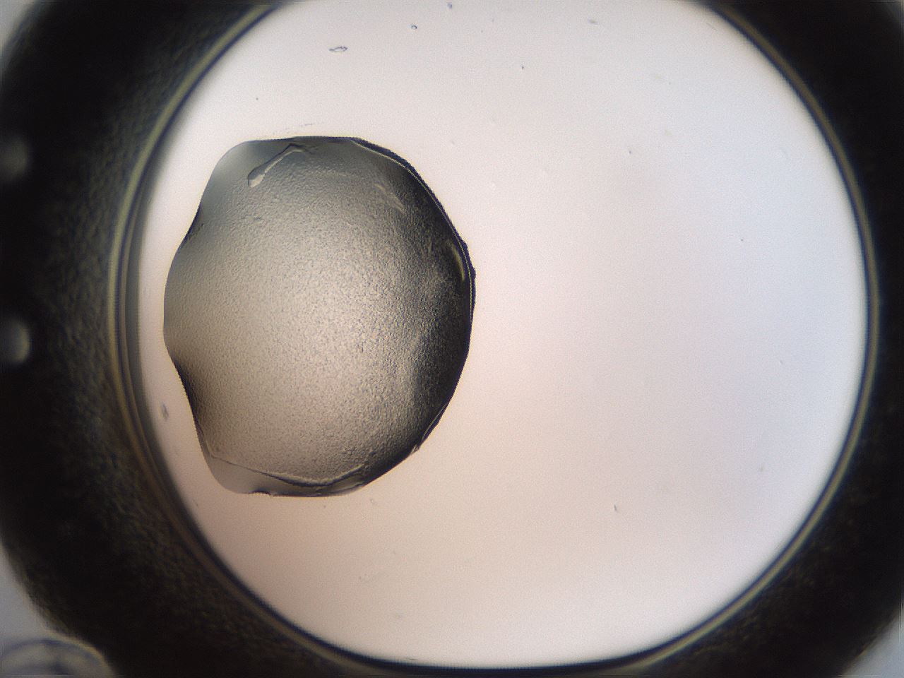 folderID250_plateID2250_batchID10282_wellNum60_profileID1_d1_r155569_ef.jpg