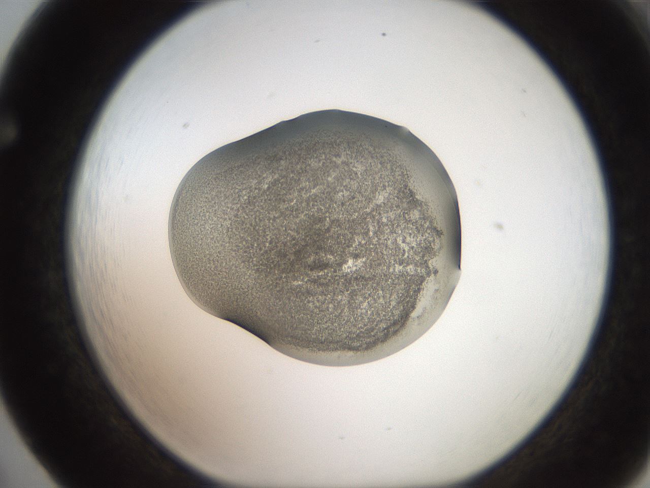 folderID250_plateID2250_batchID10282_wellNum65_profileID1_d1_r155579_ef.jpg