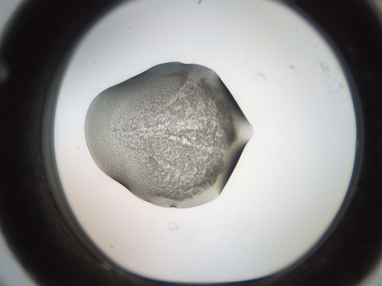 folderID250_plateID2250_batchID10282_wellNum68_profileID1_d1_r155585_ef.jpg