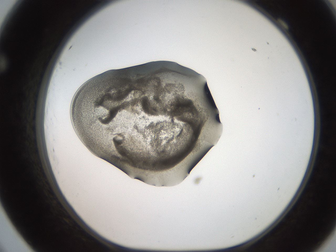folderID250_plateID2250_batchID10282_wellNum69_profileID1_d1_r155587_ef.jpg