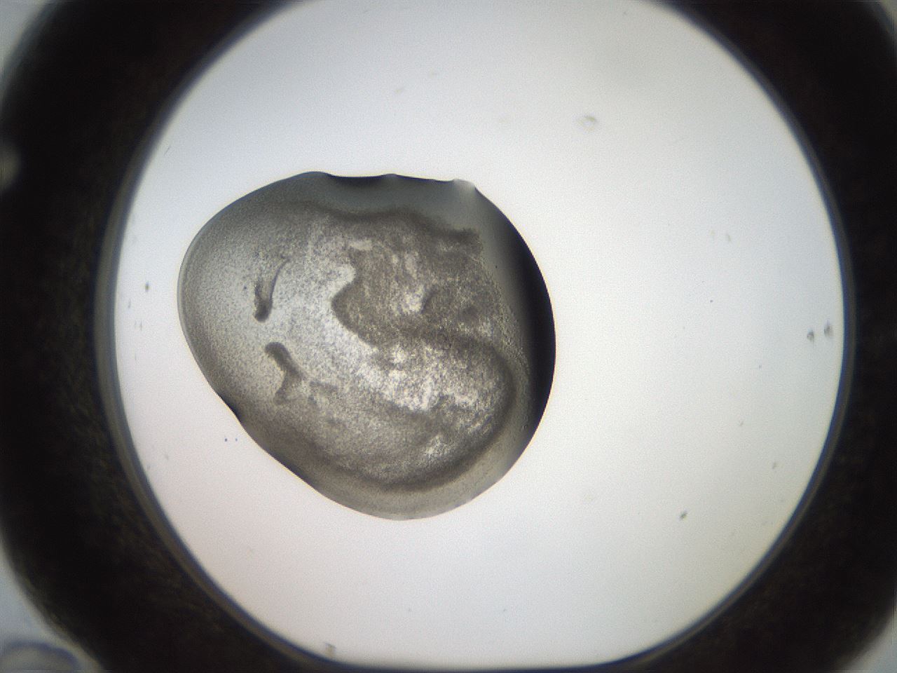 folderID250_plateID2250_batchID10282_wellNum70_profileID1_d1_r155589_ef.jpg