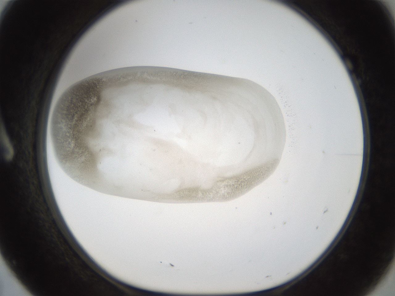 folderID24_plateID1024_batchID1892_wellNum7_profileID1_d1_r43274_ef.jpg