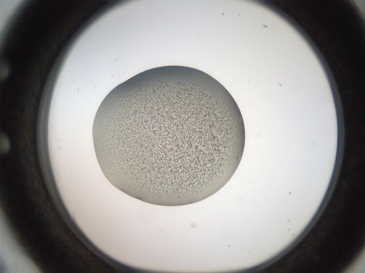 folderID250_plateID2250_batchID10282_wellNum54_profileID1_d1_r155557_ef.jpg