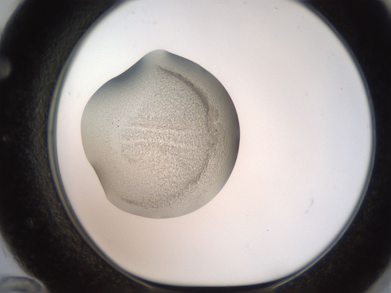 folderID250_plateID2250_batchID10282_wellNum72_profileID1_d1_r155593_ef.jpg