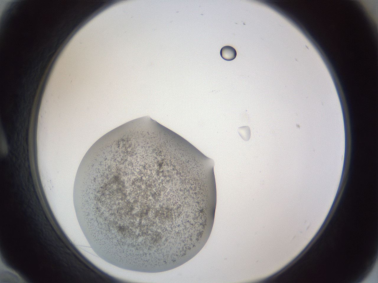 folderID252_plateID1252_batchID3920_wellNum10_profileID1_d1_r72480_ef.jpg