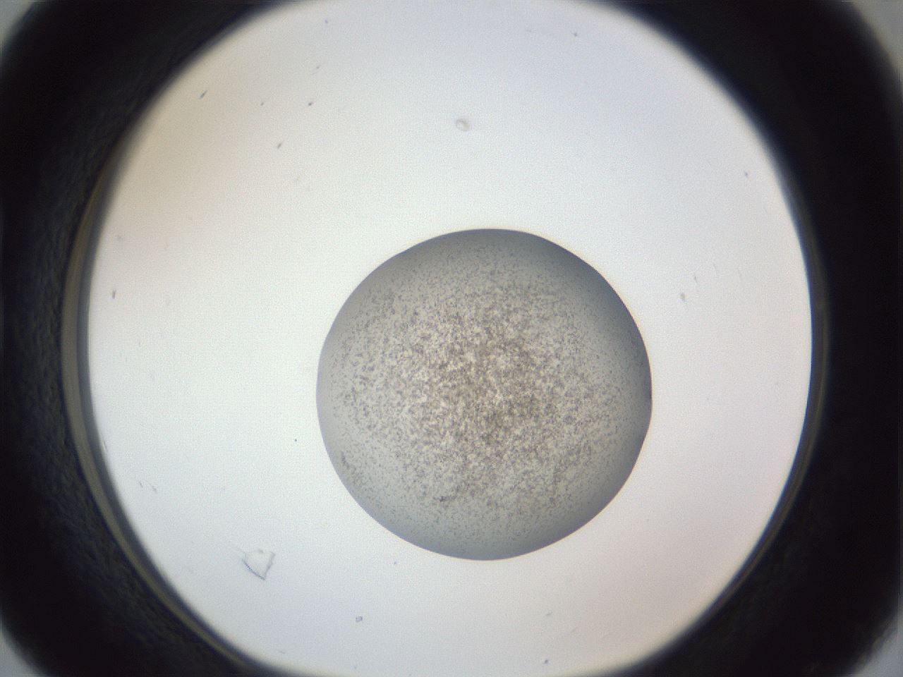 folderID252_plateID1252_batchID3920_wellNum16_profileID1_d1_r72492_ef.jpg