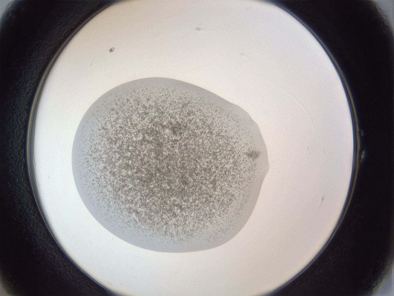 folderID252_plateID1252_batchID3920_wellNum1_profileID1_d2_r72463_ef.jpg