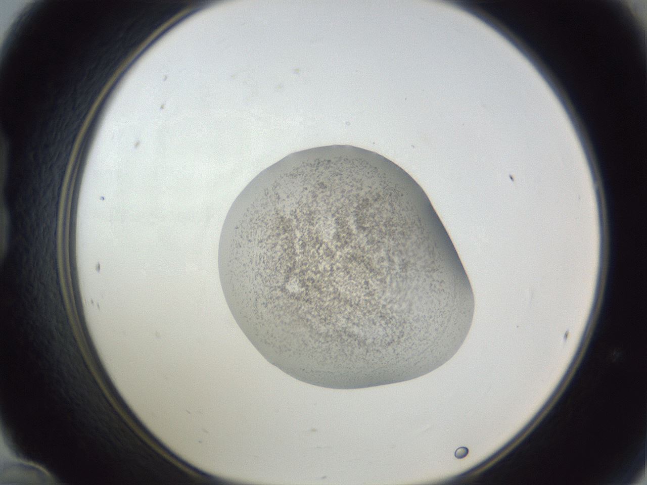 folderID252_plateID1252_batchID3920_wellNum24_profileID1_d1_r72508_ef.jpg