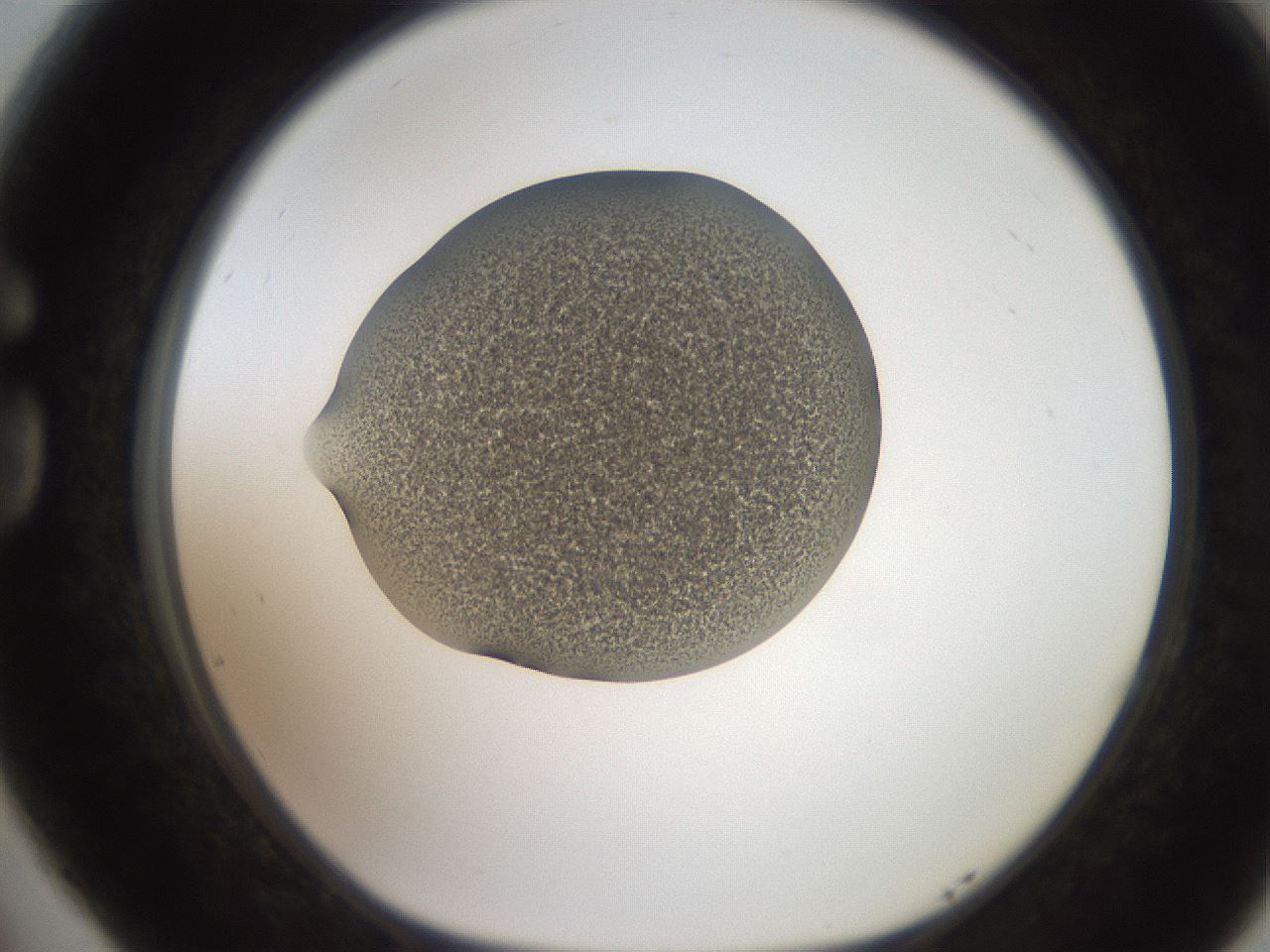 folderID250_plateID2250_batchID10282_wellNum77_profileID1_d1_r155603_ef.jpg