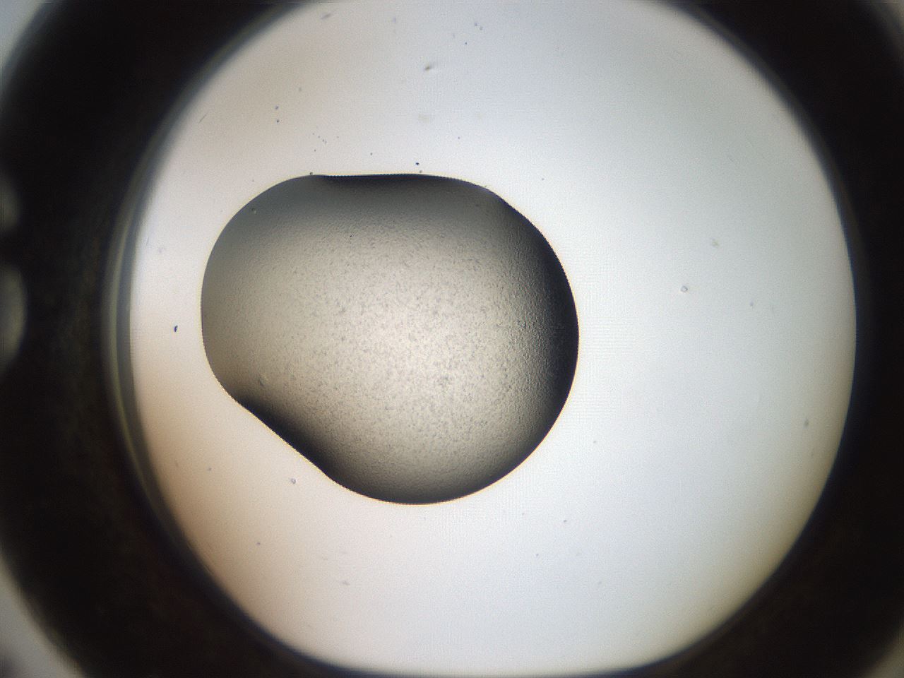 folderID250_plateID2250_batchID10282_wellNum79_profileID1_d1_r155607_ef.jpg