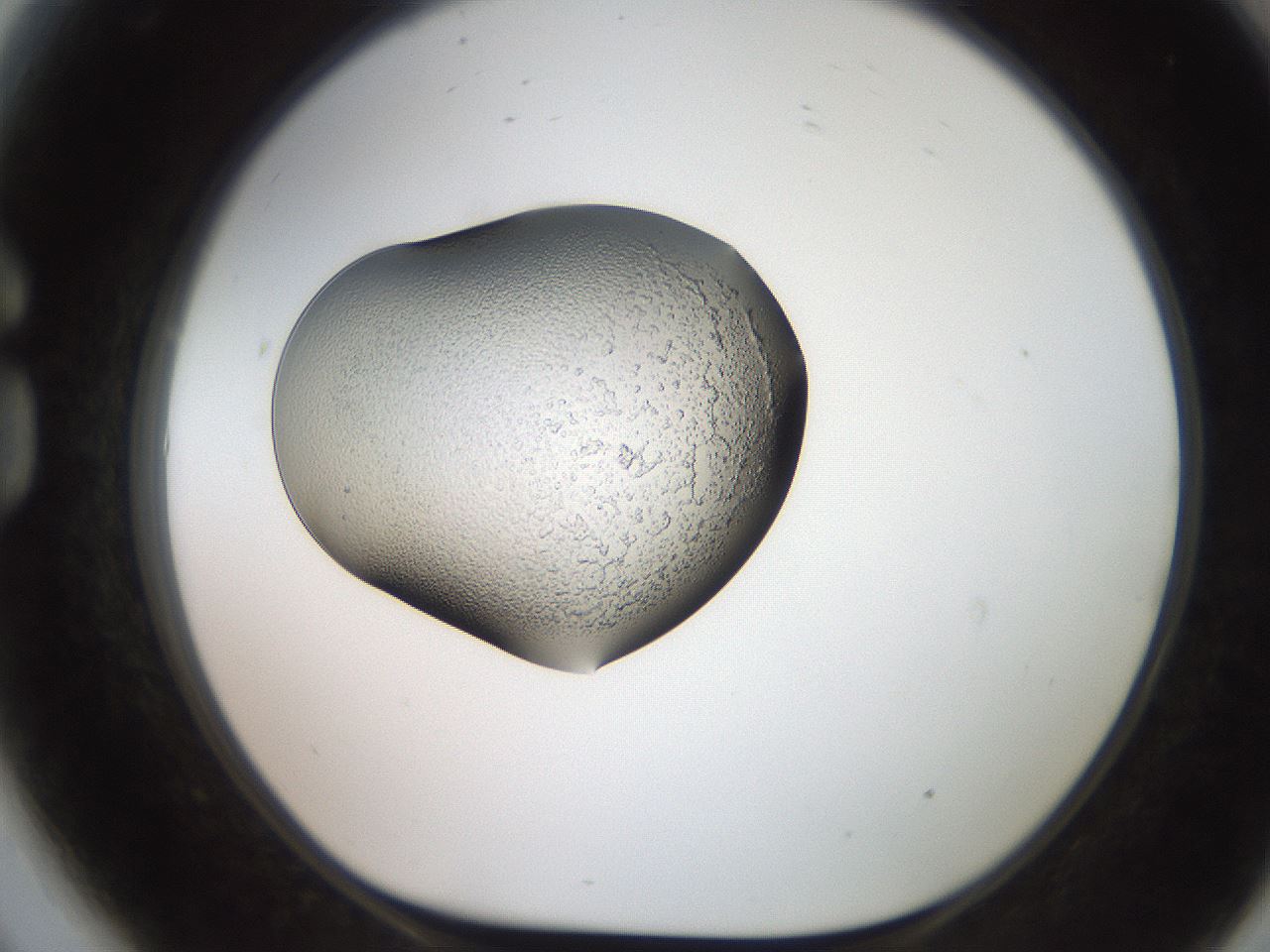 folderID250_plateID2250_batchID10282_wellNum81_profileID1_d1_r155611_ef.jpg