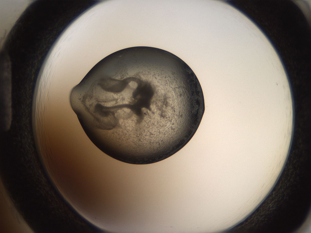 folderID250_plateID2250_batchID10282_wellNum85_profileID1_d1_r155619_ef.jpg