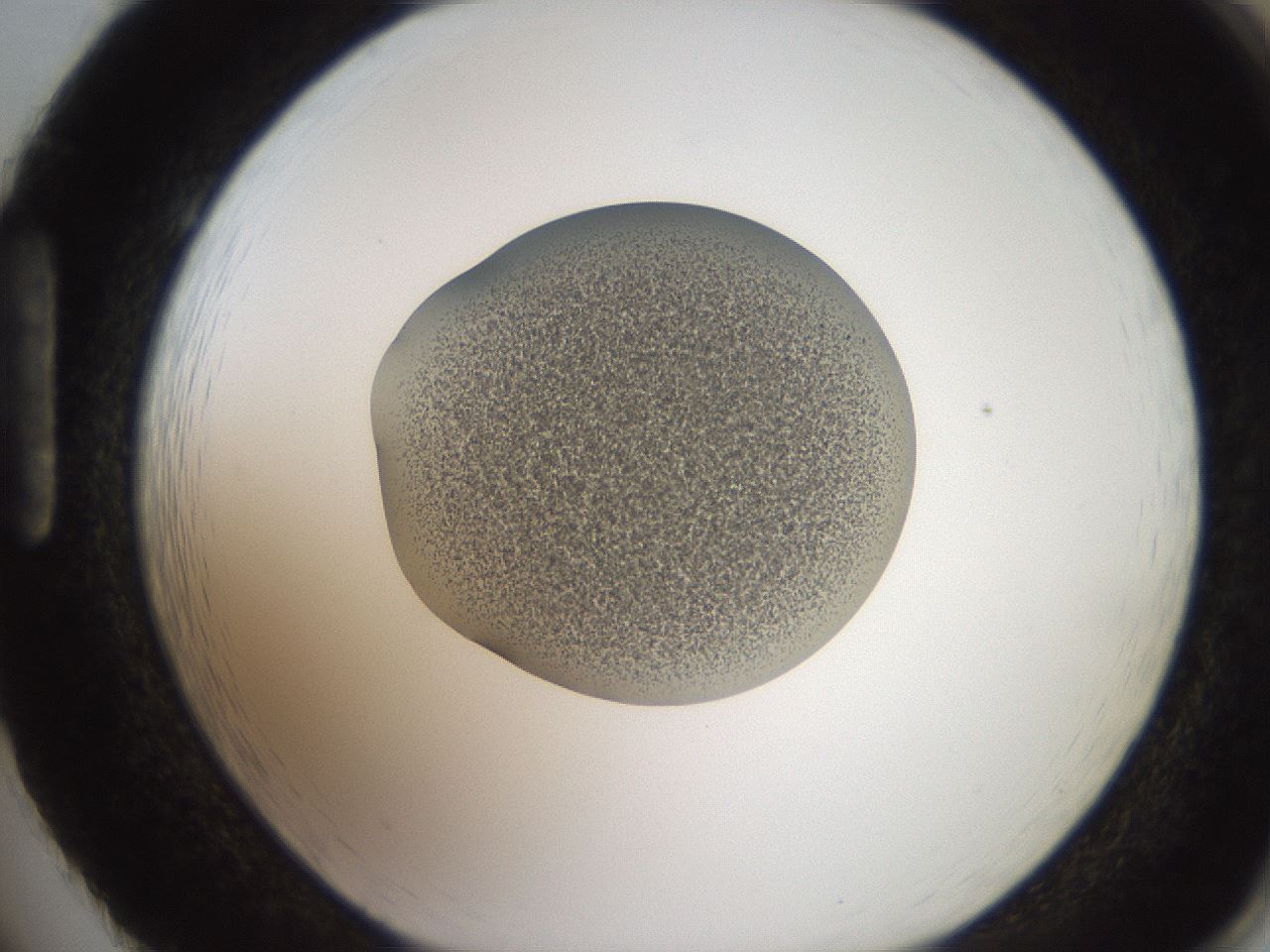 folderID250_plateID2250_batchID10282_wellNum86_profileID1_d1_r155621_ef.jpg
