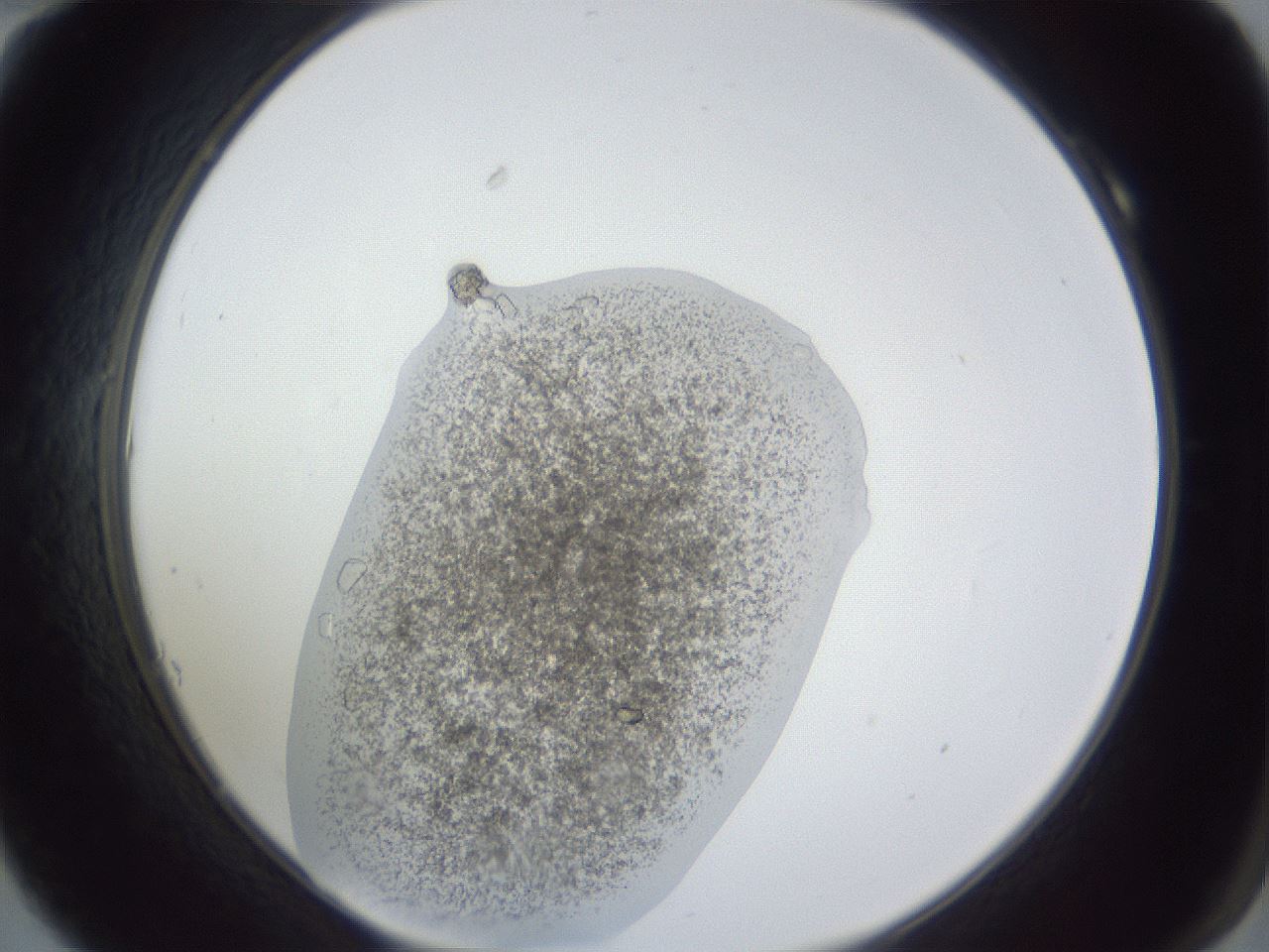 folderID252_plateID1252_batchID3920_wellNum10_profileID1_d2_r72481_ef.jpg