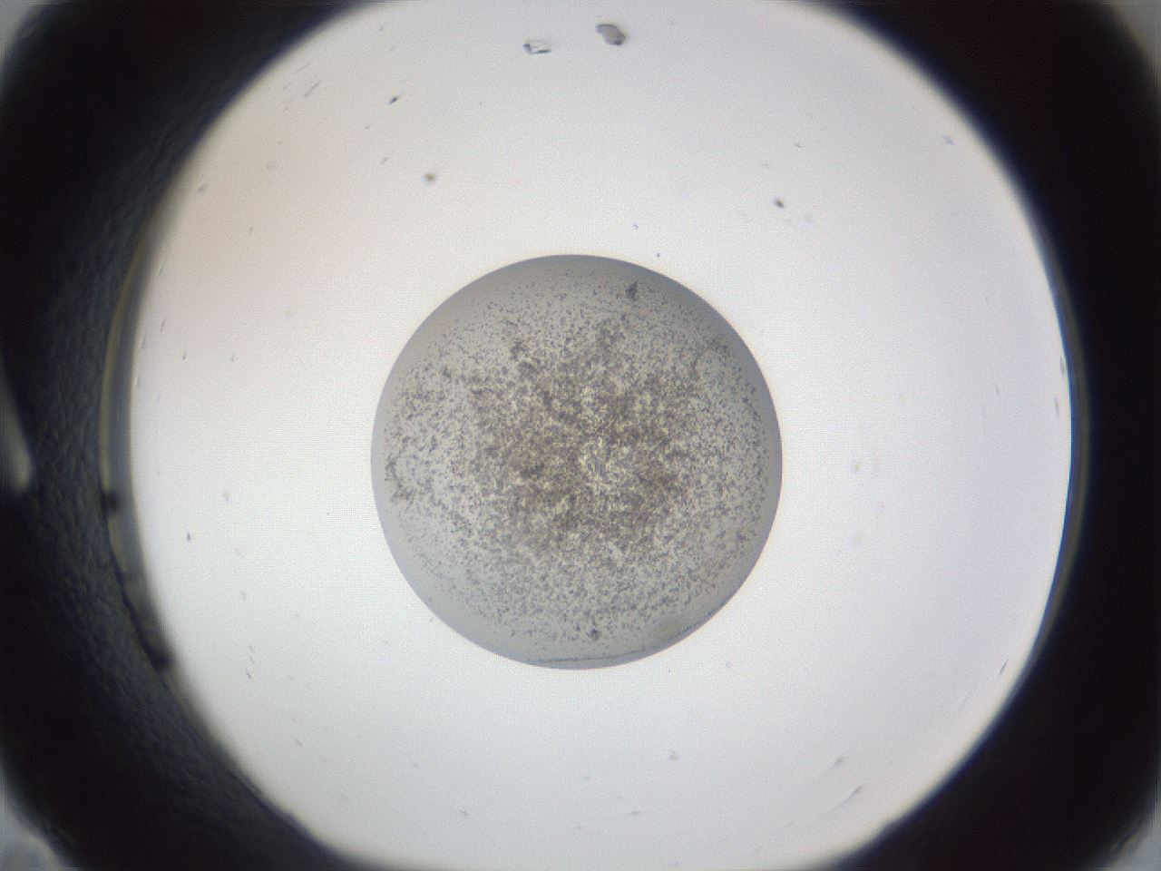 folderID252_plateID1252_batchID3920_wellNum11_profileID1_d1_r72482_ef.jpg