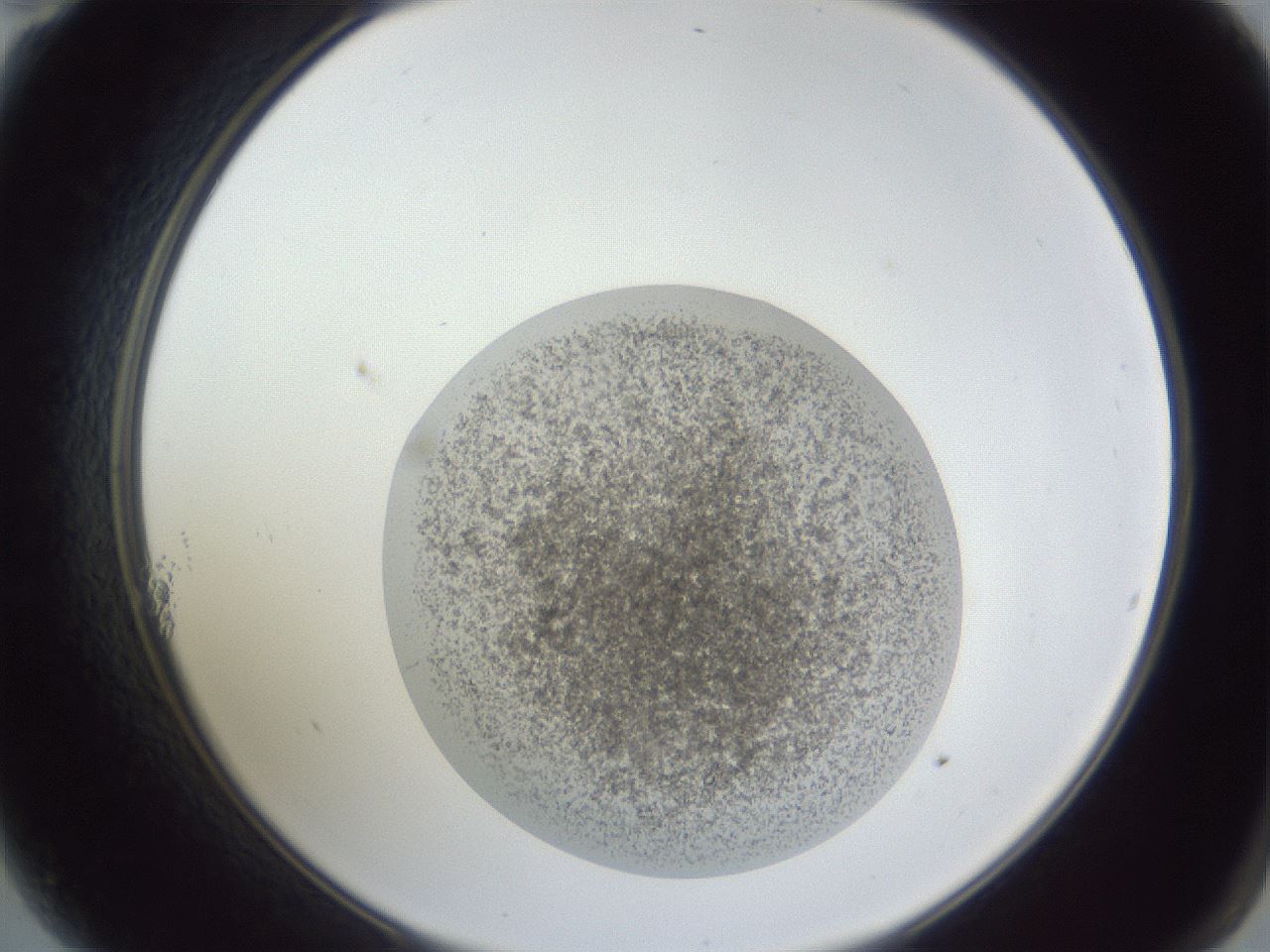 folderID252_plateID1252_batchID3920_wellNum11_profileID1_d2_r72483_ef.jpg