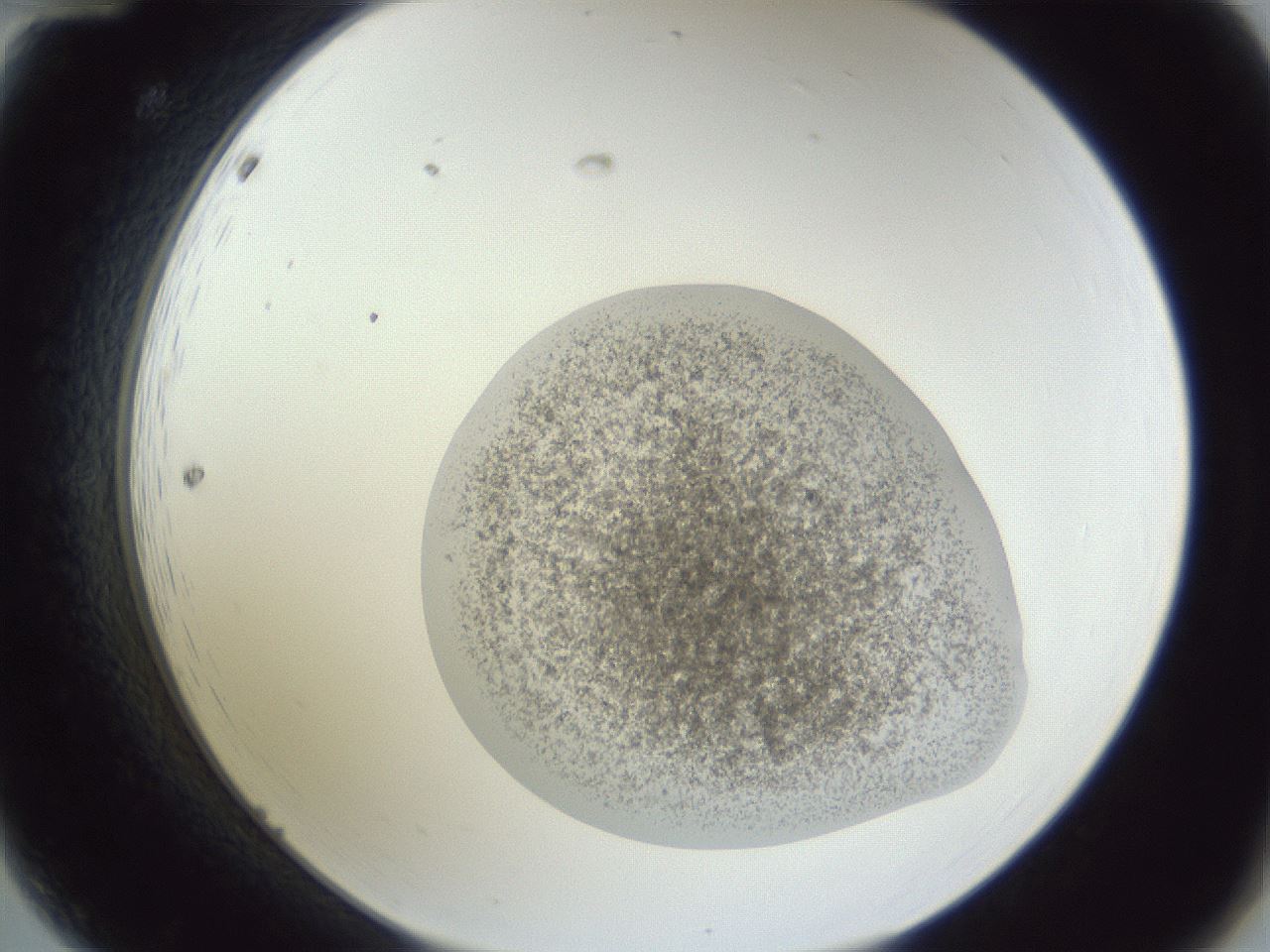 folderID252_plateID1252_batchID3920_wellNum12_profileID1_d2_r72485_ef.jpg