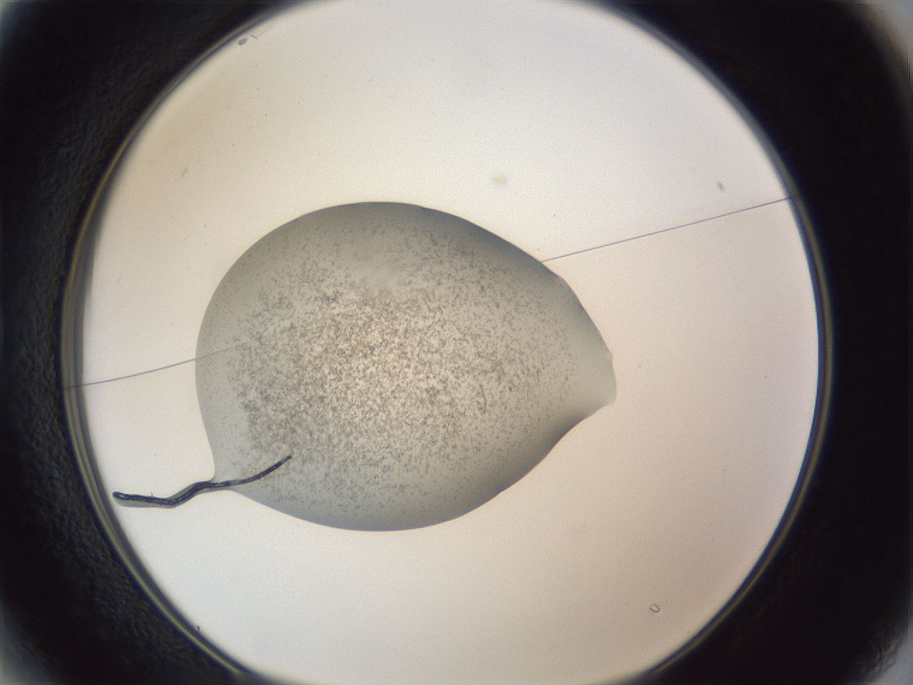 folderID252_plateID1252_batchID3920_wellNum13_profileID1_d1_r72486_ef.jpg