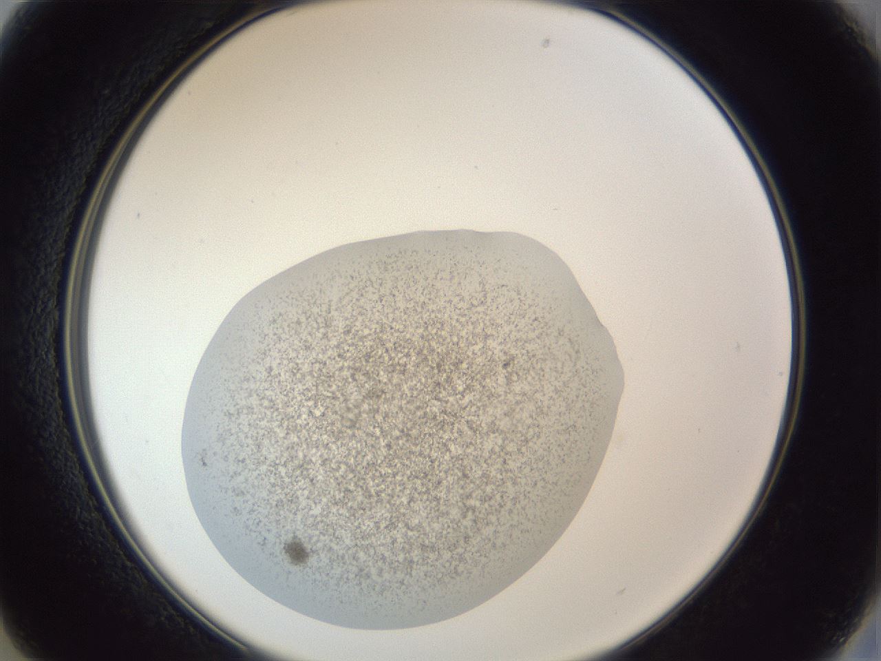 folderID252_plateID1252_batchID3920_wellNum13_profileID1_d2_r72487_ef.jpg