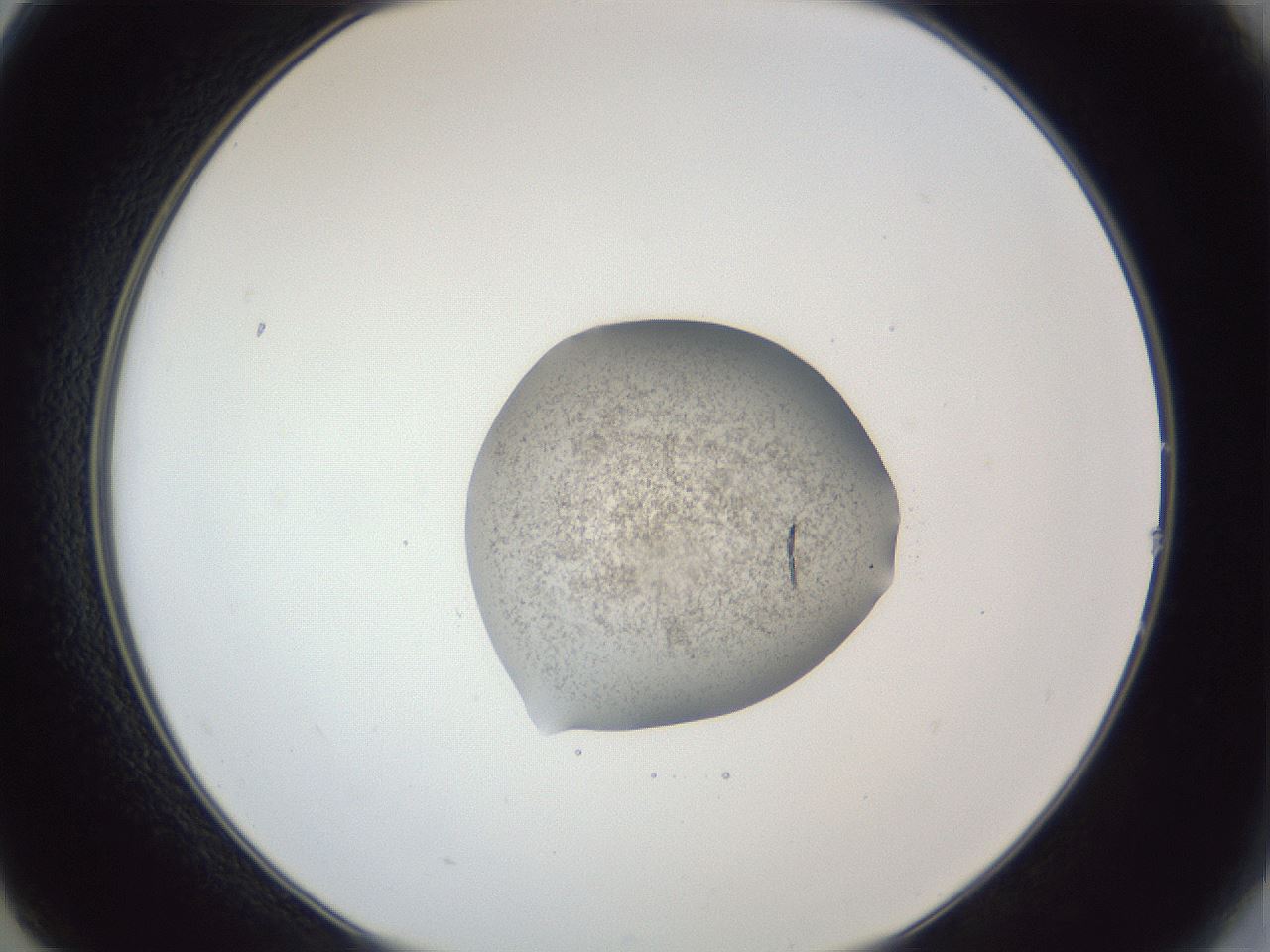 folderID252_plateID1252_batchID3920_wellNum14_profileID1_d2_r72489_ef.jpg