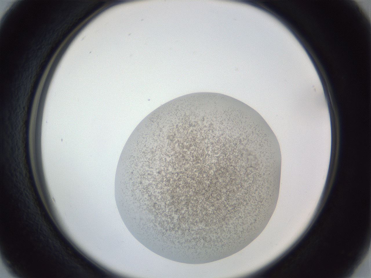folderID252_plateID1252_batchID3920_wellNum16_profileID1_d2_r72493_ef.jpg