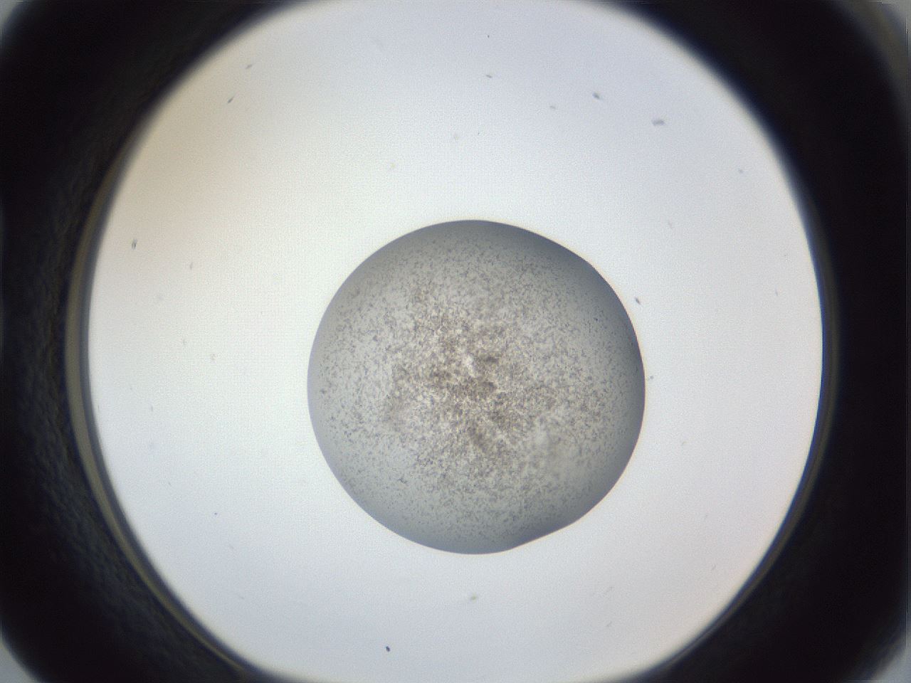 folderID252_plateID1252_batchID3920_wellNum17_profileID1_d1_r72494_ef.jpg